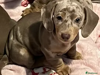 Dachshund dogs Kc miniature dachshund - Advert 2