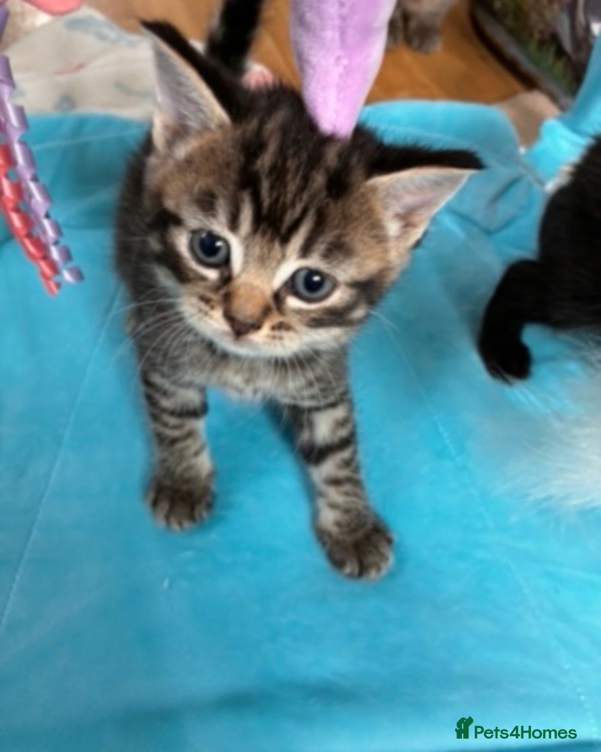 Mixed Breed cats  Kittens looking for there forever home  - Advert 16