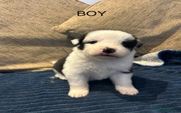 Border Collie dogs for sale: Border collie puppies for sale!!!❤️ - Image 4