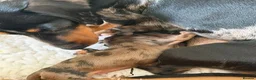 Miniature Dachshund dogs for sale: Beautiful Dapple Litter Born 14th June 2026 - Advert 14