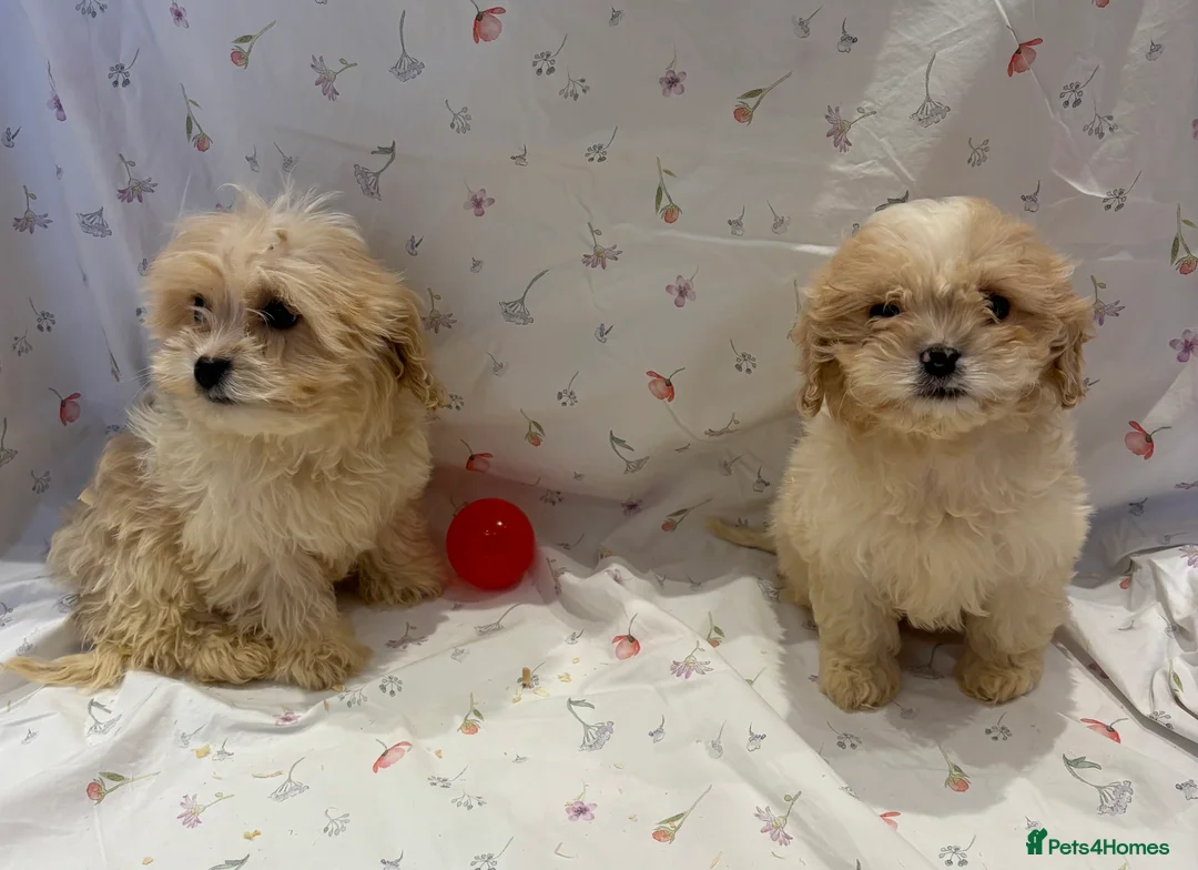 Cavapoo dogs for sale: Extensively health tested Stunning Cavapoo boys - Advert 10