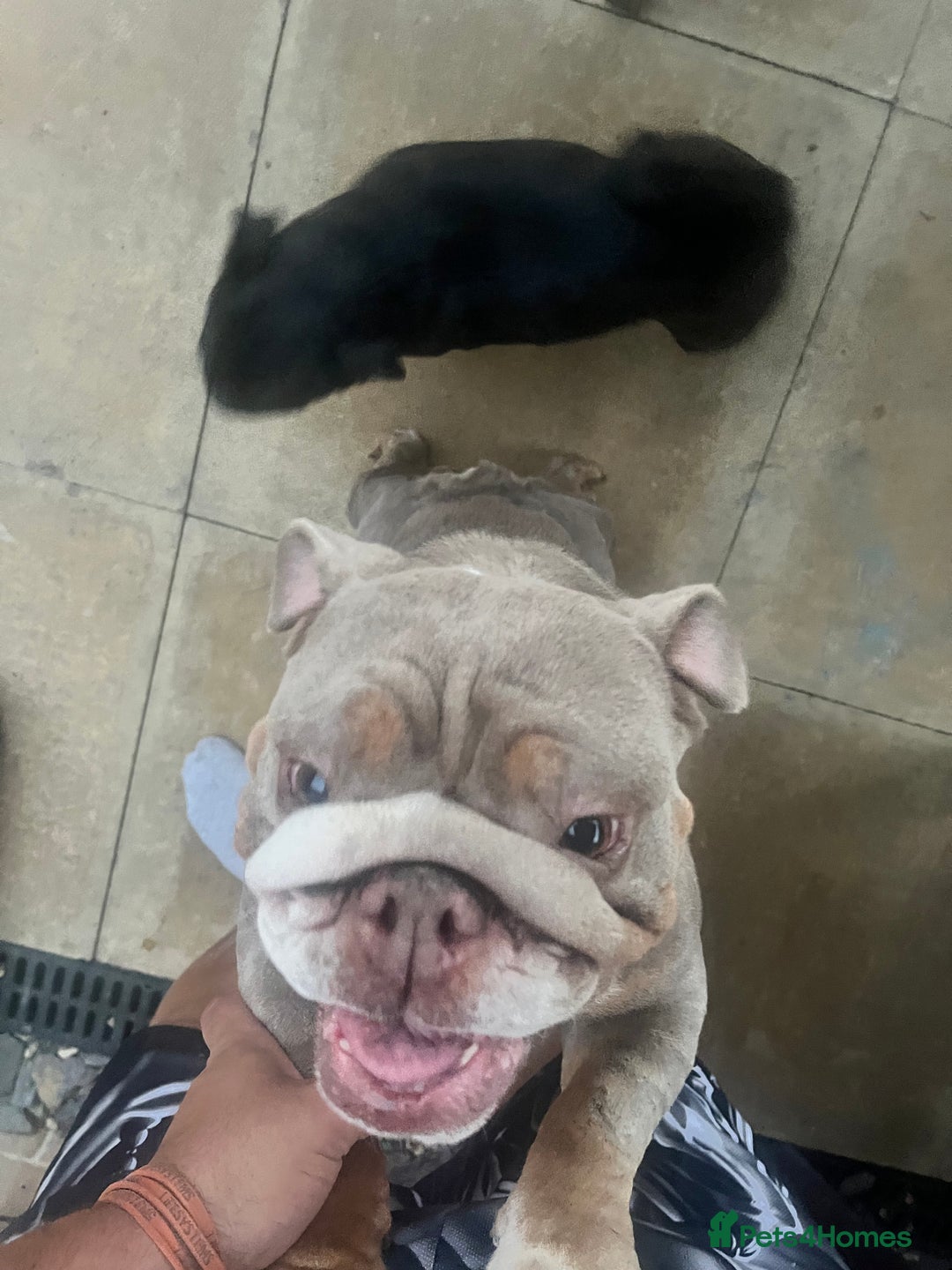 English Bulldog dogs for sale: English bulldog nana - Image 3