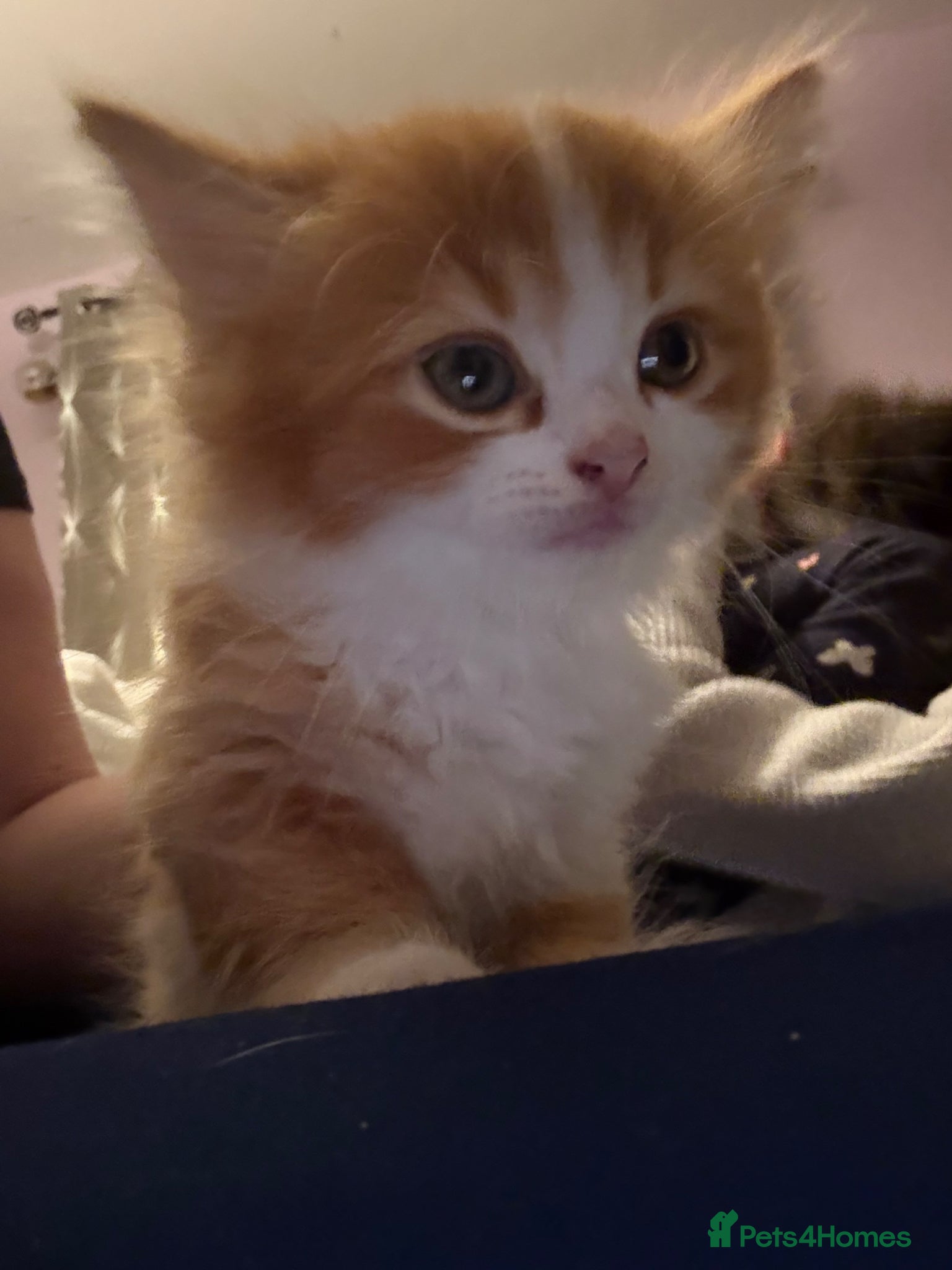 British Longhair cats  British long hair x - Advert 2