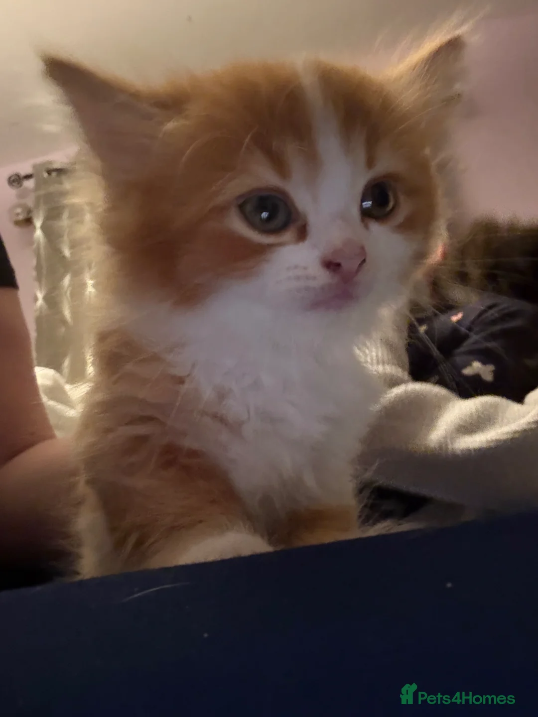 British Longhair cats for sale:  British long hair x in Dereham - Advert 1