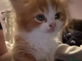 British Longhair cats British long hair x - Advert 2