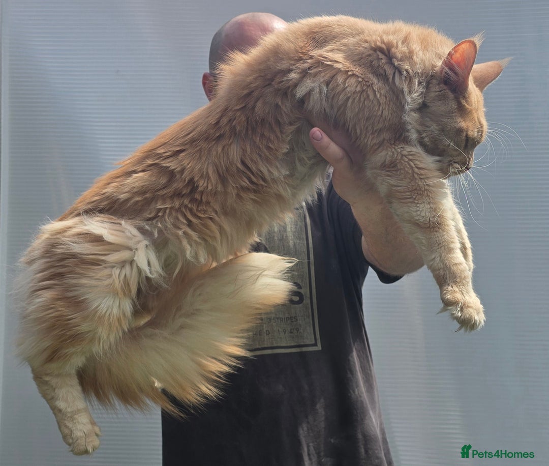 Maine Coon cats for sale: Ralph - Image 2