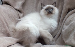 Ragdoll cats for sale: GCCF REG PET KITTENS CHAMPION IMPORT BLOODLINES - Image 16