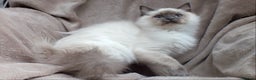 Ragdoll cats for sale: 2 RAGDOLL KITTENS TO GO TOGETHER CHAMPION IMP BL - Advert 15