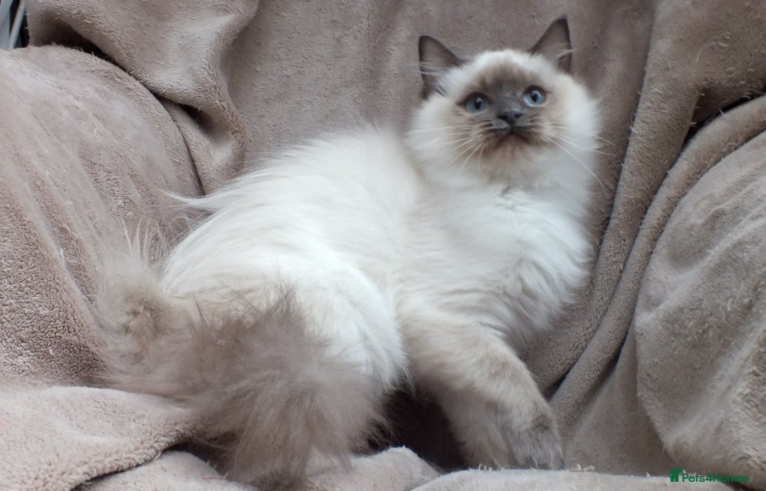 Ragdoll cats for sale: GCCF REG PET KITTENS CHAMPION IMPORT BLOODLINES - Image 16