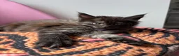 Maine Coon cats for sale: 🖤Stunning Black Smoke Maine Coon Girls - Advert 20