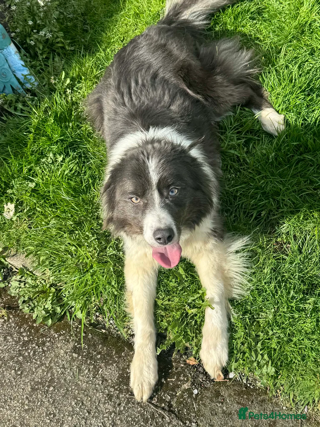 Border Collie dogs for sale: YOUNG BLUE BORDER COLLIE FEMALE - Advert 1