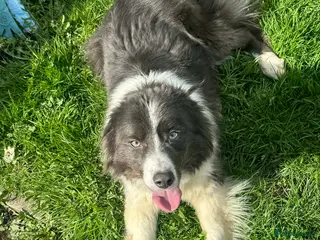 Border Collie dogs YOUNG BLUE BORDER COLLIE FEMALE - Advert 2