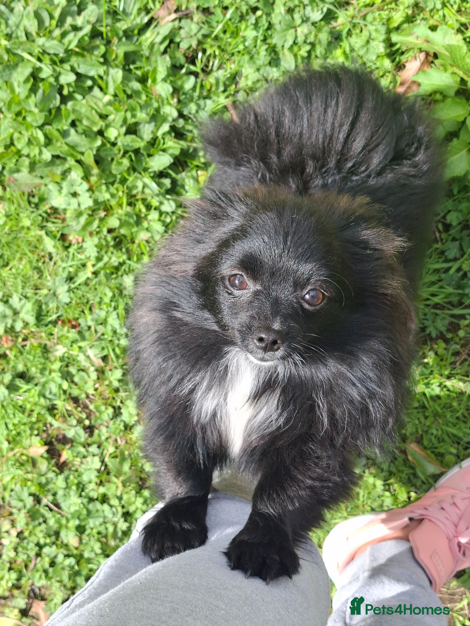Pomeranian dogs Pomeranian girl  - Advert 1