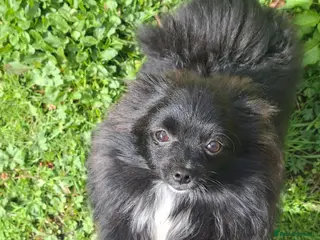 Pomeranian dogs Pomeranian girl - Advert 1