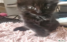 Mixed Breed cats for sale: 5 kittens for sale  - Image 6