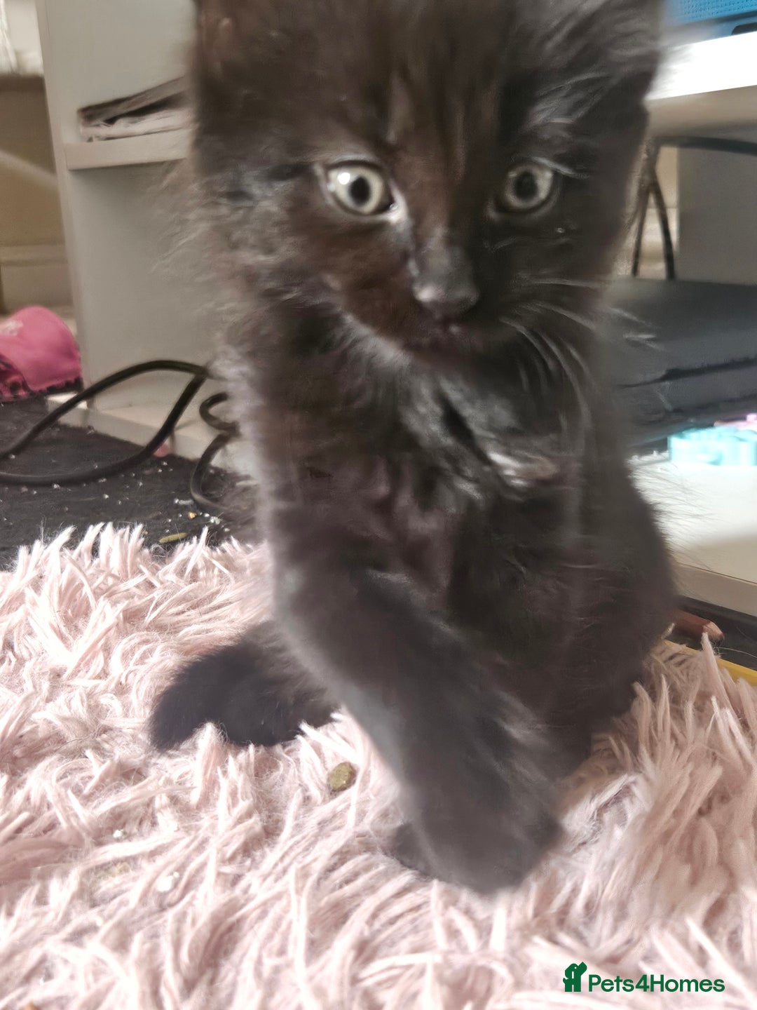 Mixed Breed cats for sale: 5 kittens for sale  - Image 6