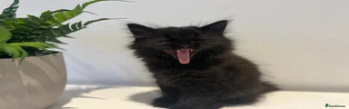 Scottish Fold 1