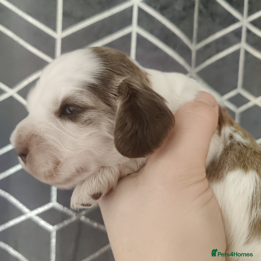 Cocker Spaniel dogs for sale: Show Type Cocker Spaniels Health Tested Parents  - Image 26