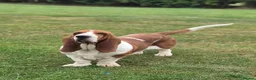 Basset Hound dogs for sale: KC BASSET HOUND PUPPIES FROM HEALTH SCORED PARENTS - Advert 4