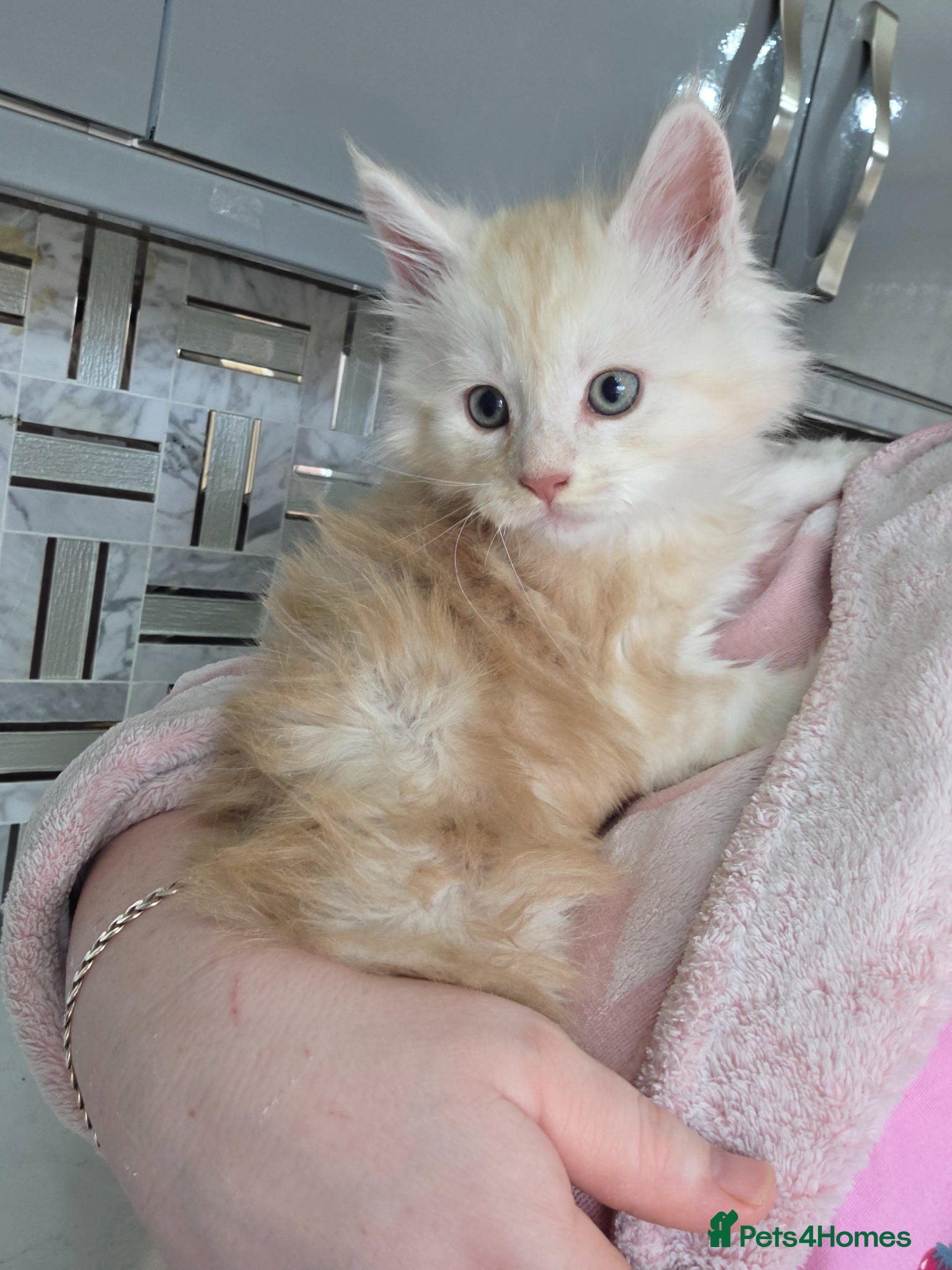 Maine Coon cats Maine Coon Kitten For Sale  - Advert 5