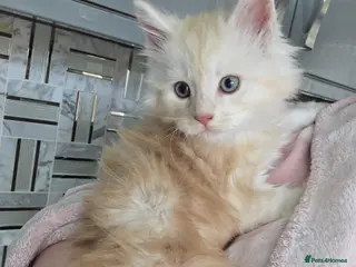 Maine Coon cats Maine Coon Kitten For Sale - Advert 5