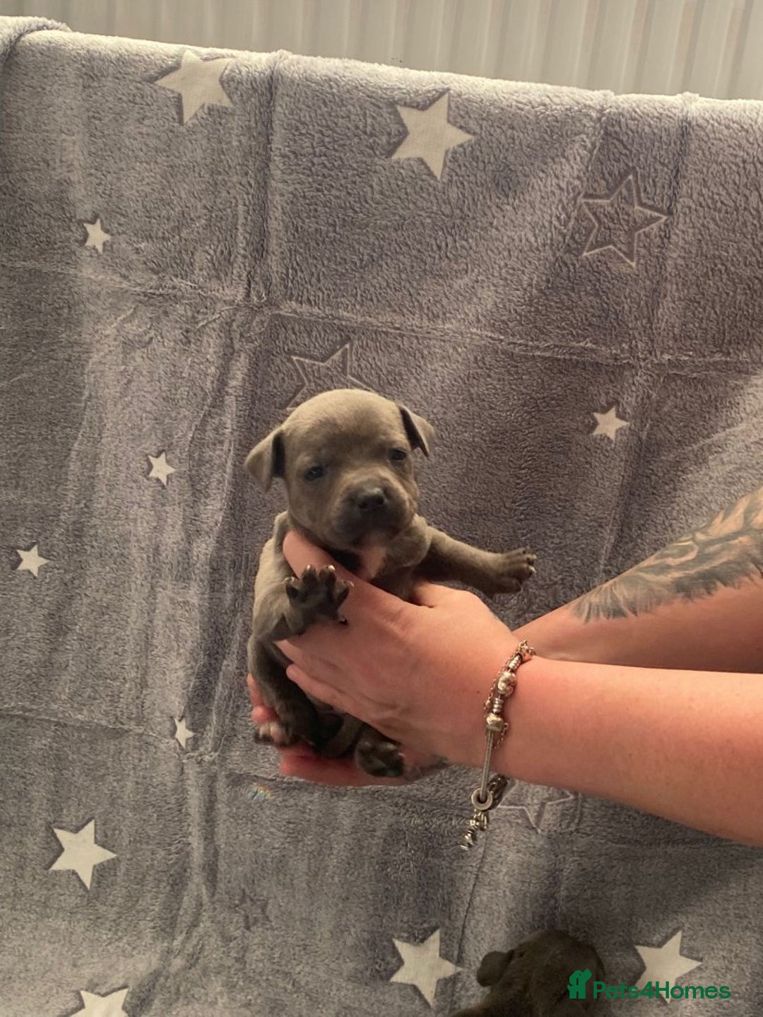 Staffordshire Bull Terrier dogs for sale: Pure breed blue Staffordshire bull terrier - Image 5