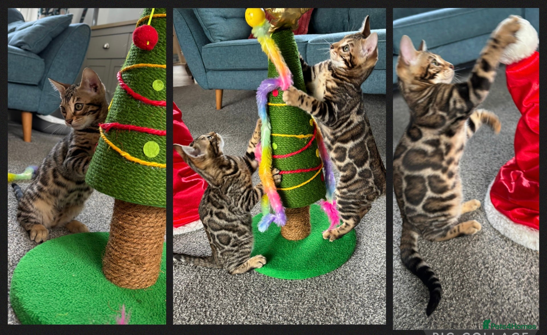 Bengal cats Cuddly Bengal Girls looking for 5⭐️homes - Advert 17