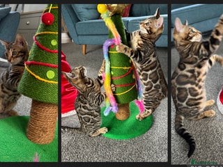 Bengal cats Cuddly Bengal Girls looking for 5⭐️homes - Advert 2