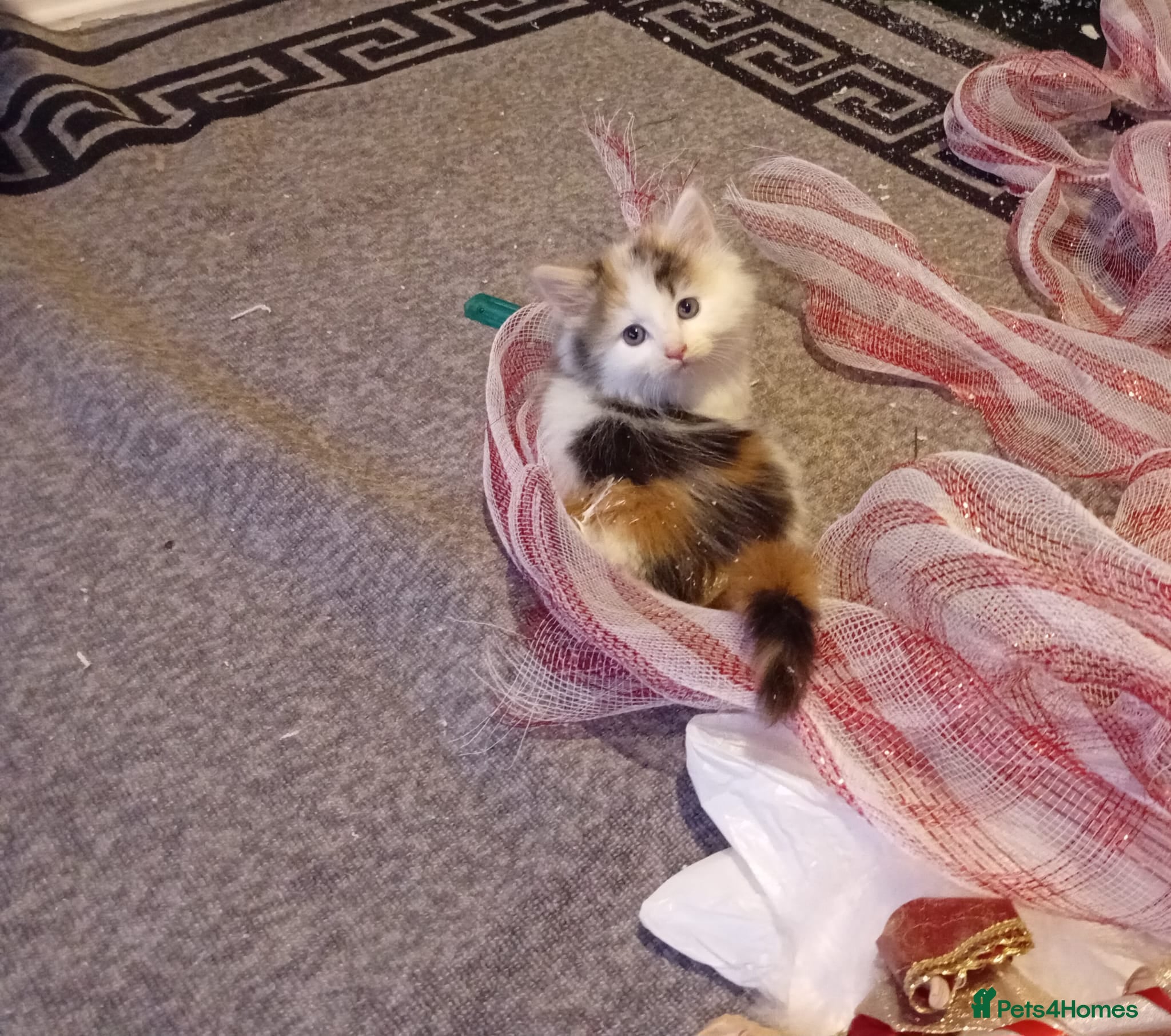 Turkish Van cats 3 beautiful kittens ready for homes - Advert 1