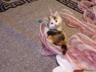 Turkish Van cats 3 beautiful kittens ready for homes - Advert 1