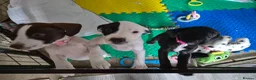 Mixed Breed dogs for sale: 2 Terrier x  Cocker spaniel pups. in Eastbourne - Advert 2