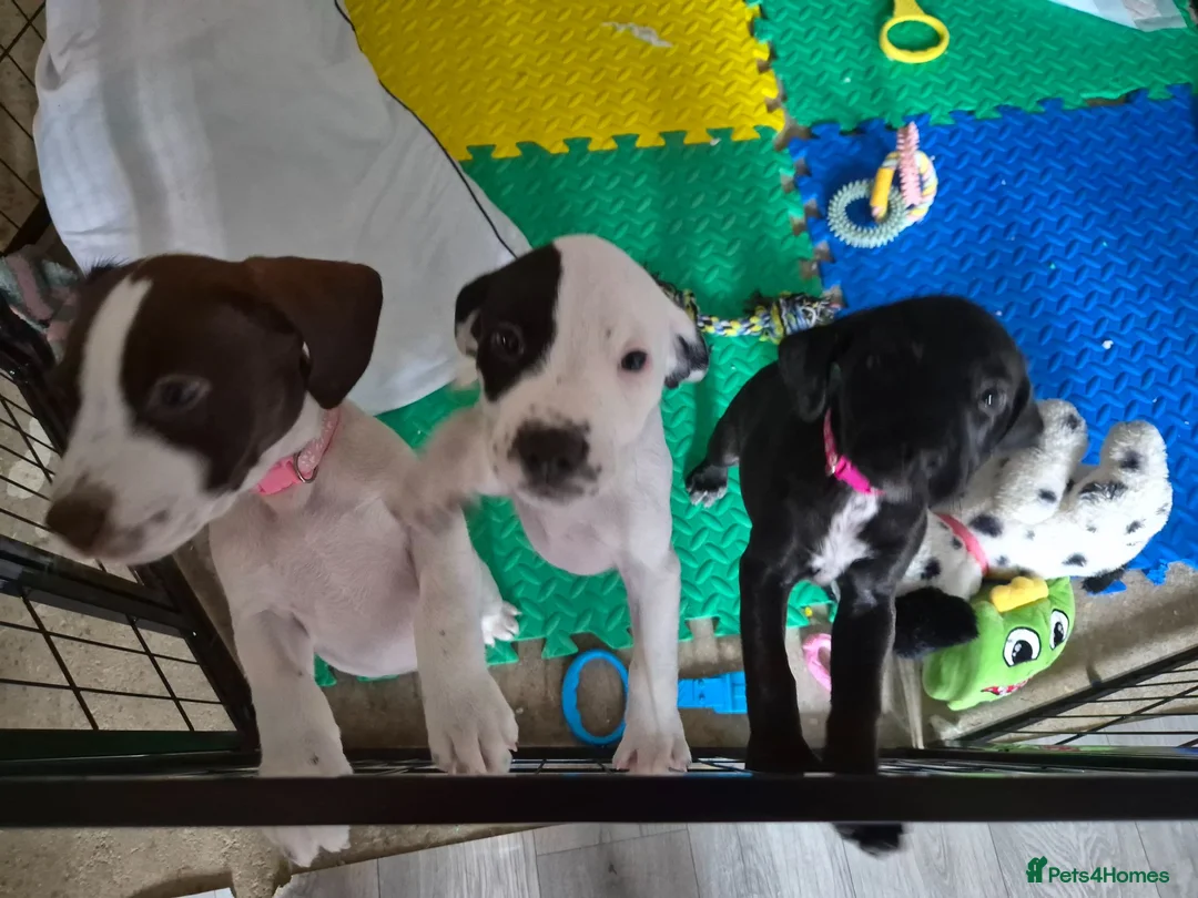 Mixed Breed dogs for sale: 2 Terrier x  Cocker spaniel pups. in Eastbourne - Advert 2