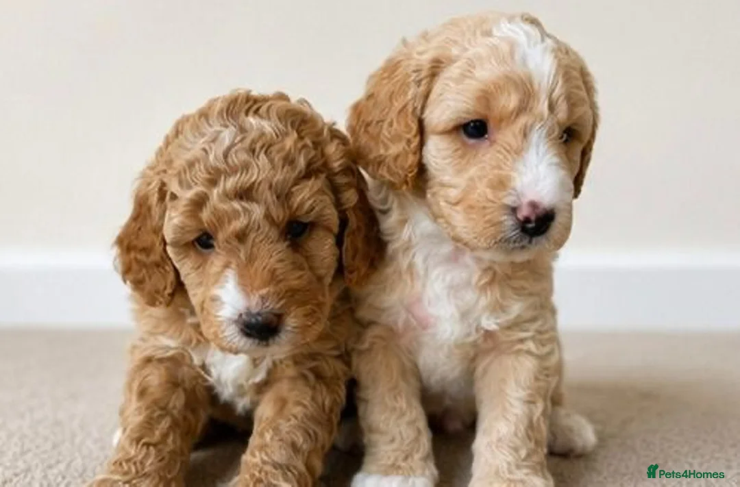 Cavapoo dogs for sale: Cavapoo x Australian labradoodle puppies  in Northampton - Advert 1