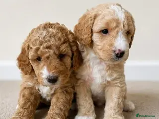 Cavapoo dogs Cavapoo - Advert 4