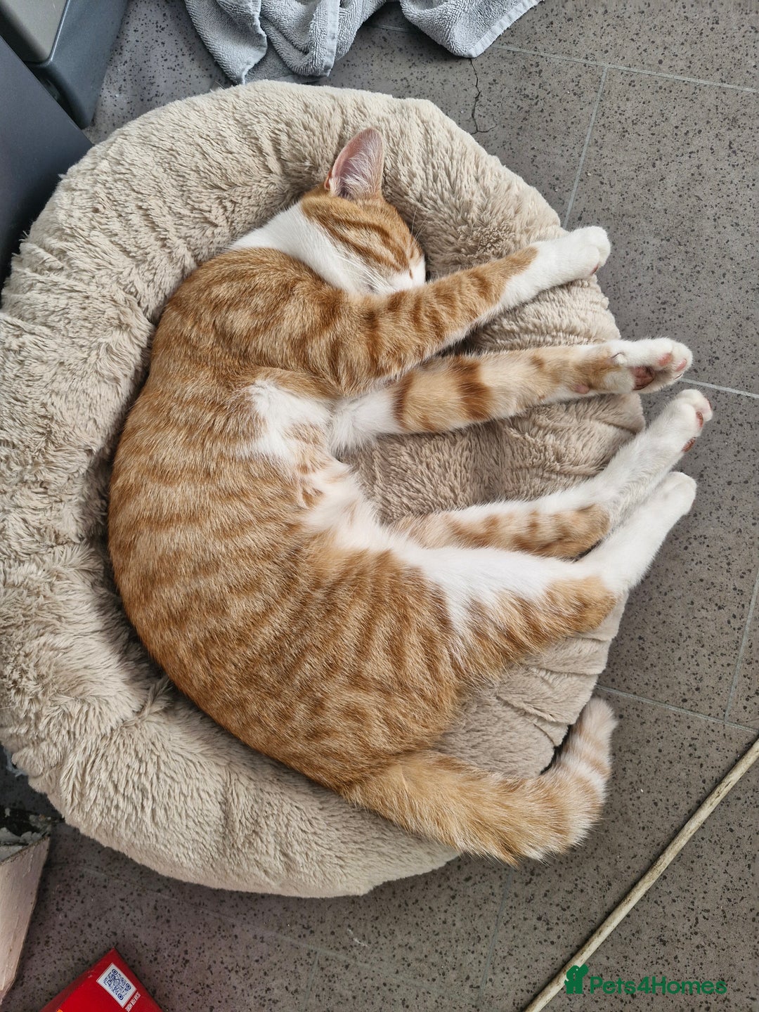 Mixed Breed cats for sale: Ginger adult male  - Advert 5