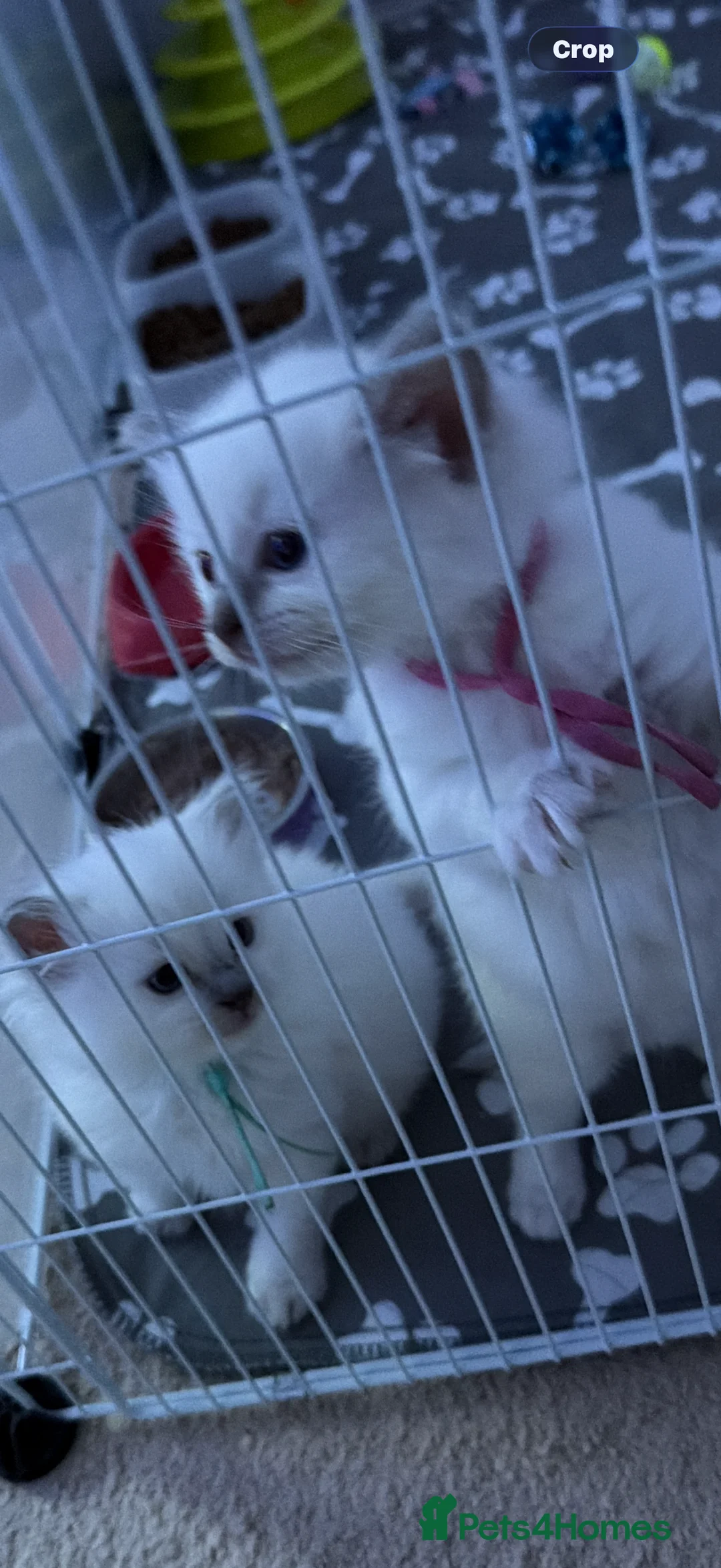 Ragdoll cats for sale: Beautiful Lilac Point Female Ragdolls GCCF reg  - Advert 7