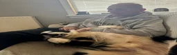 Border Collie dogs for stud: Rock  - Advert 7