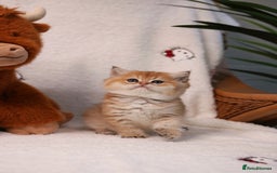 British Shorthair cats for sale: ❤️ British shorthair kittens  - Advert 6