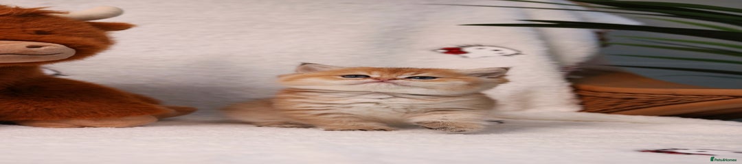 British Shorthair Kitten 2