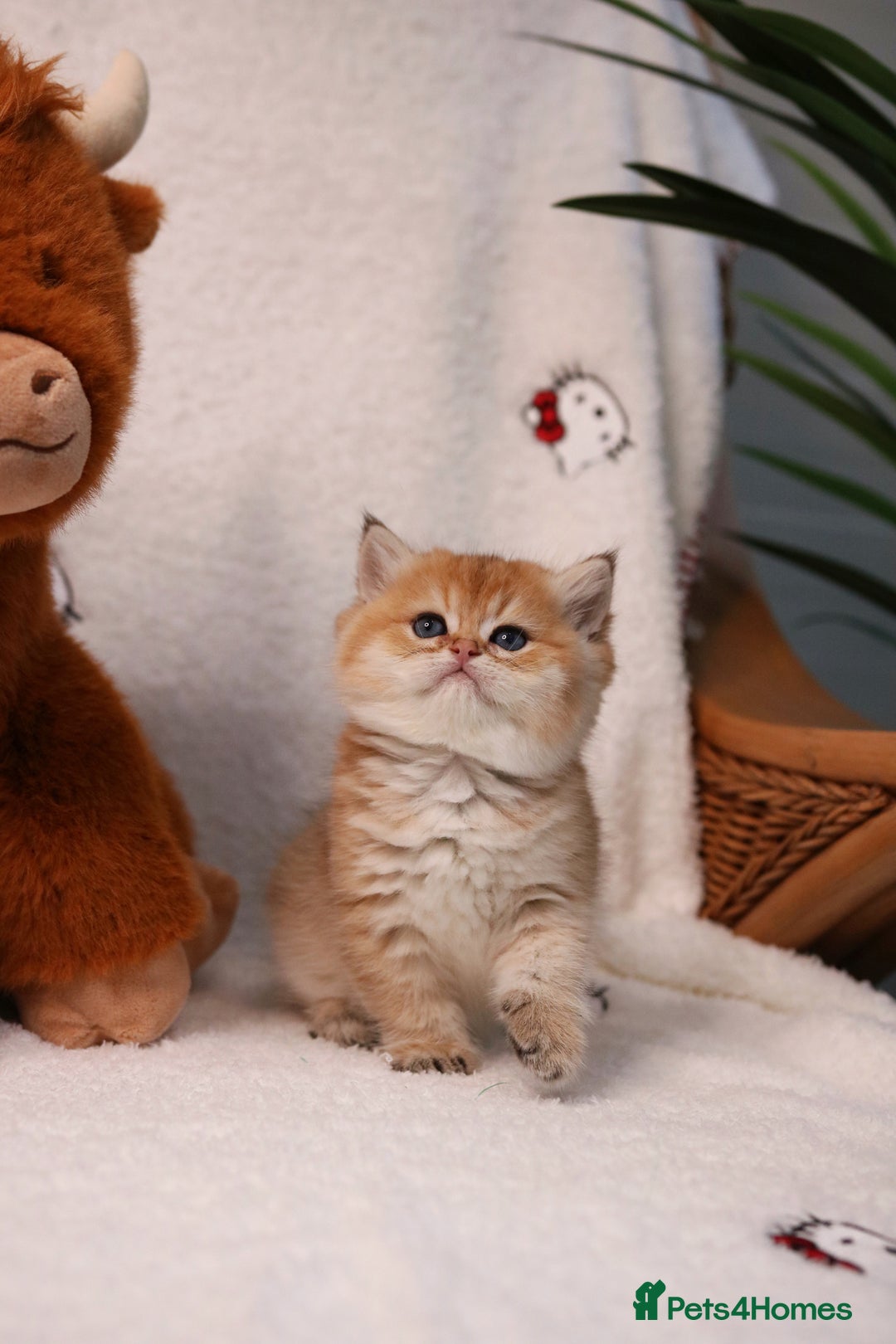 British Shorthair cats for sale: ❤️ British shorthair kittens  - Advert 6