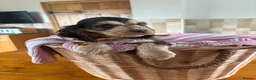 Cocker Spaniel dogs for sale: Ready now! Health tested show cocker spaniels - Advert 3