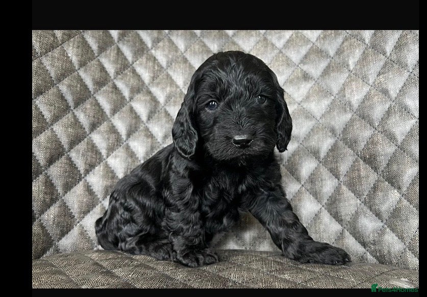 Cockapoo dogs QUALITY COCKERPOO PUPS .HEALTH TESTED 5 star  - Advert 15