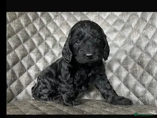 Cockapoo dogs QUALITY COCKERPOO PUPS .HEALTH TESTED 5 star - Advert 15