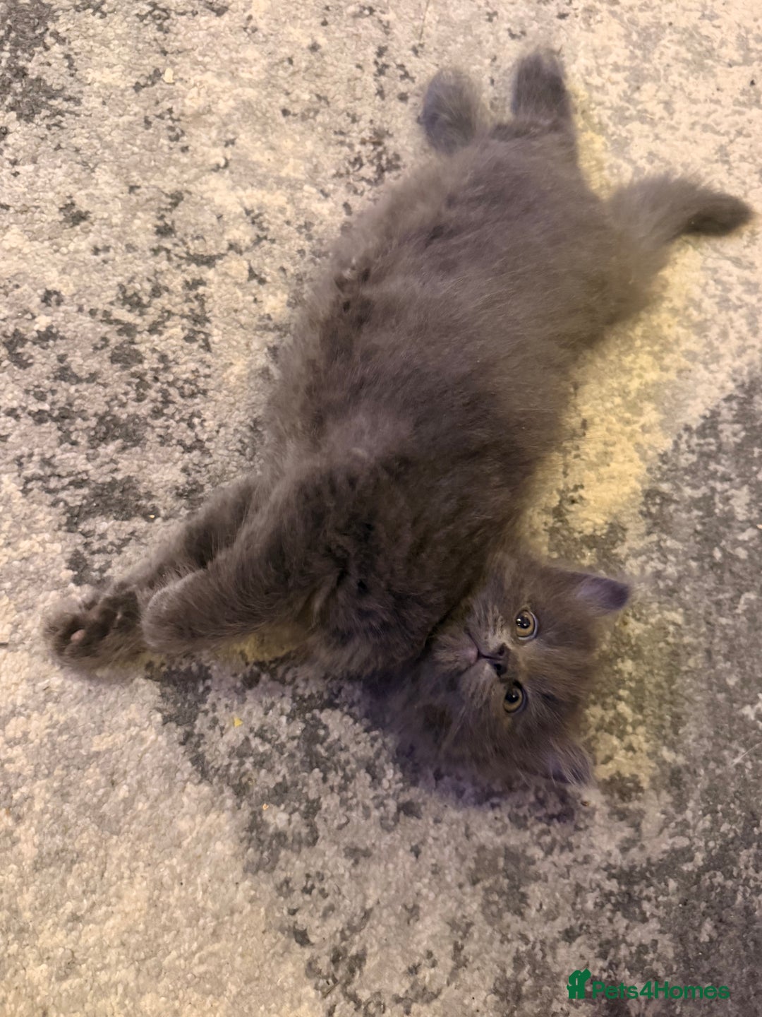 Mixed Breed cats for sale: 3 Gorgeous Long Hair Kittens Available - Image 18