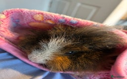 Guinea Pig rodents for sale: Two girl guinea pigs and set up  - Image 6