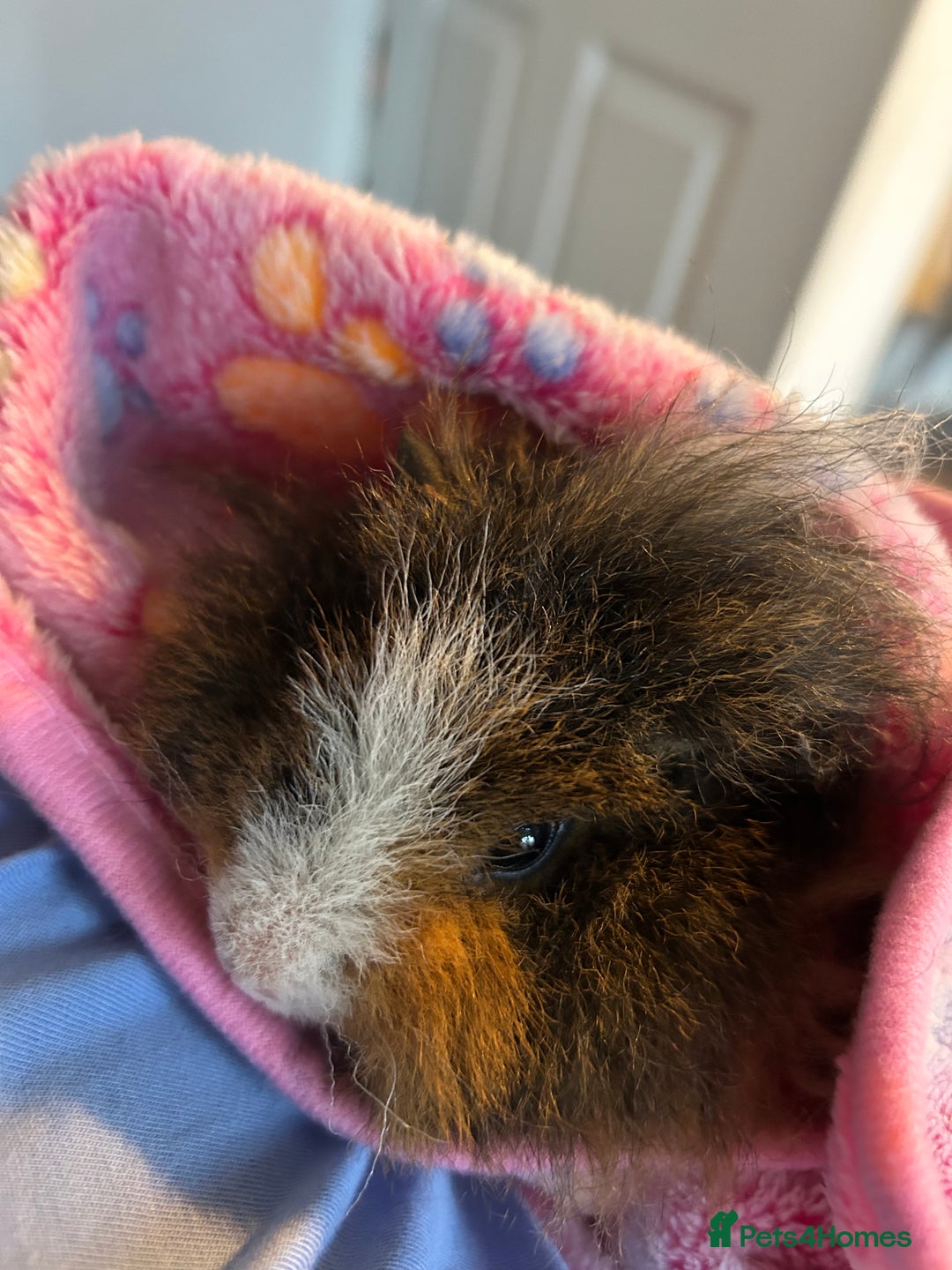 Guinea Pig rodents for sale: Two girl guinea pigs and set up  - Image 6