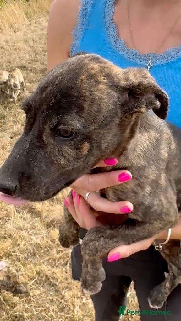 Lurcher dogs Beautiful lurchers  - Advert 20