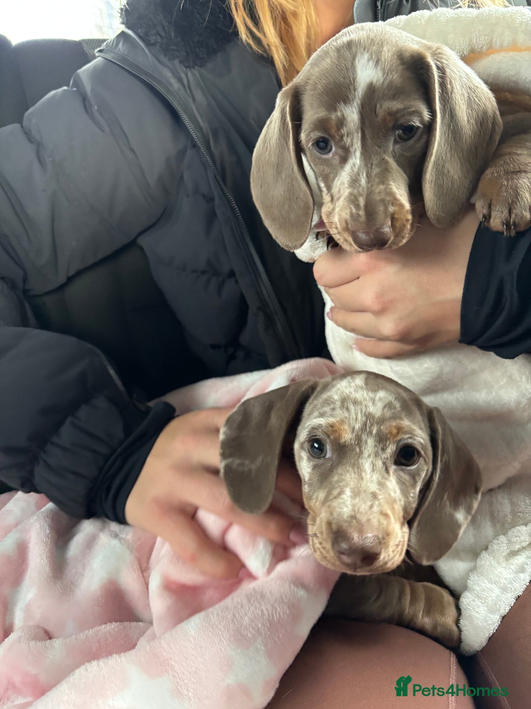 Miniature Dachshund dogs for sale: Miniature dachshund girl  - Advert 9