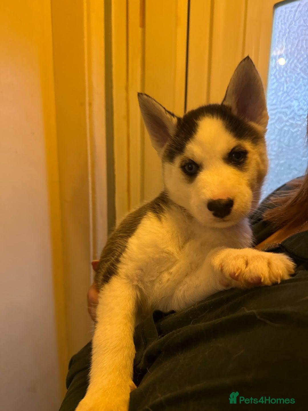 Siberian Husky dogs for sale: 5 Siberian husky puppies.  - Advert 6