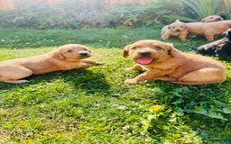 Labradoodle dogs for sale: Stunning miniature Labradoodle  - Image 5